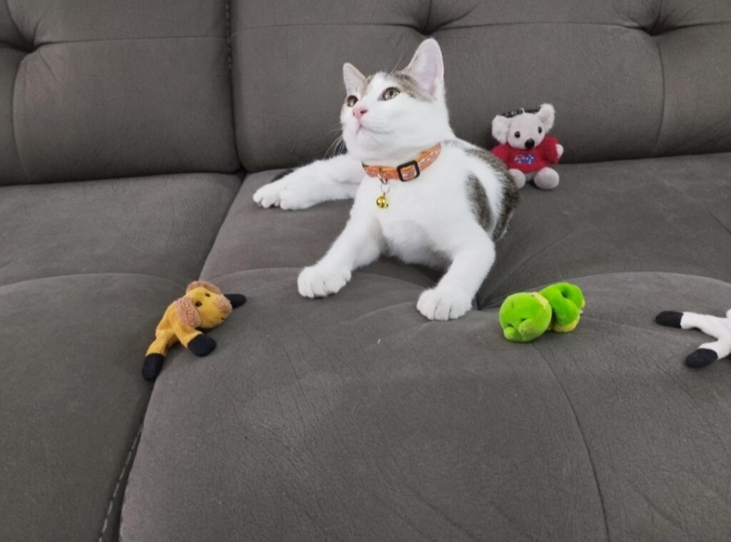 واگذاری گربه DSH