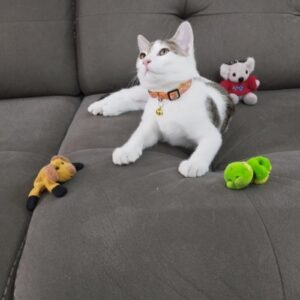 واگذاری گربه DSH