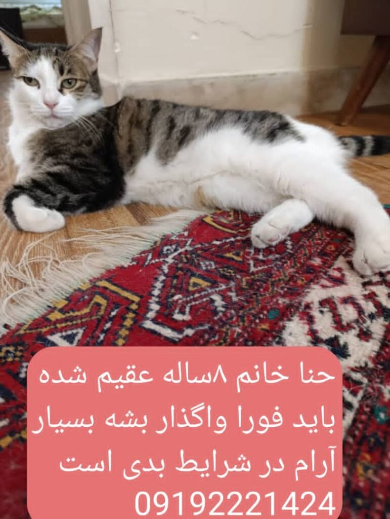 واگذاری گربه