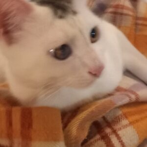 واگذاری بچه گربه