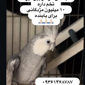 عروس هلندی وایت فیس