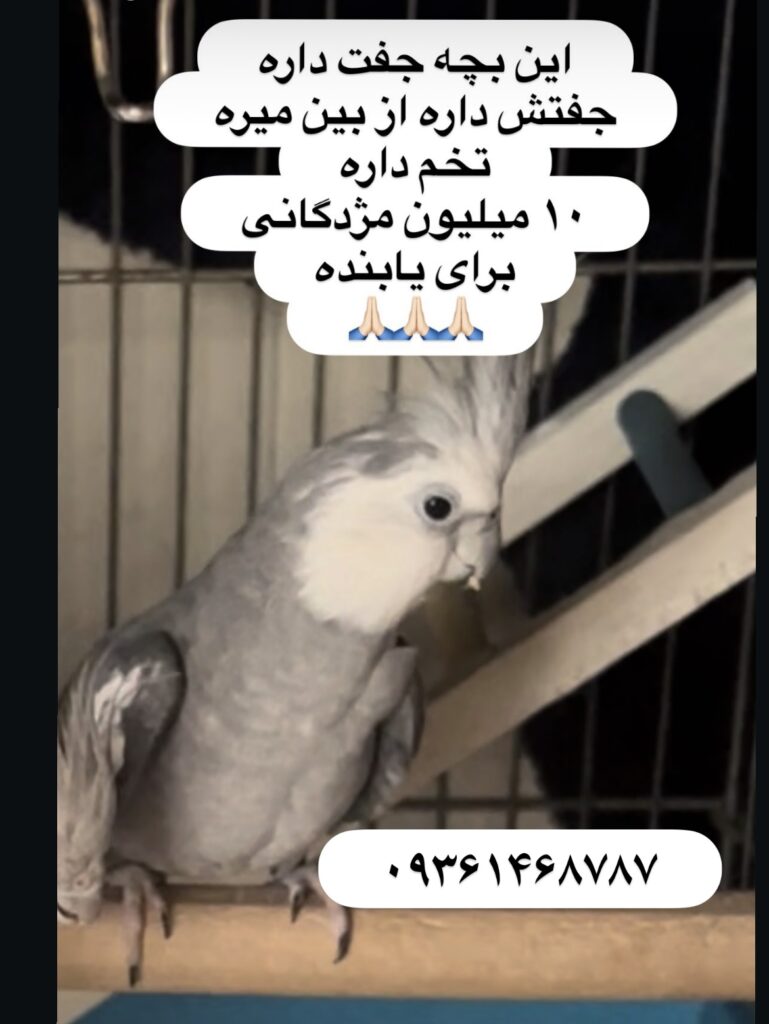 عروس هلندی وایت فیس