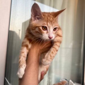 بچه گربه نارنجی بغلی نر