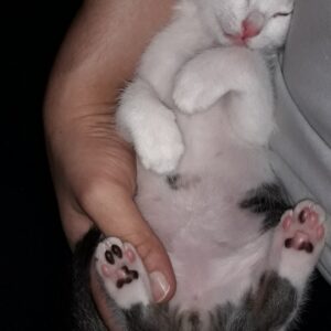 واگذاری رایگان گربه سفید سالم و آرام