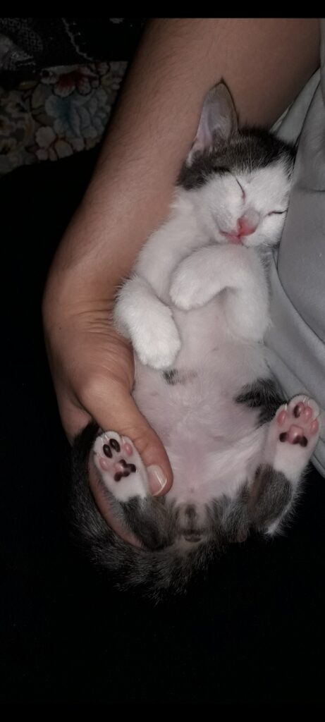 واگذاری رایگان گربه سفید سالم و آرام