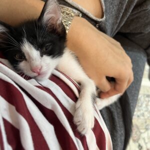 گربه نر تاکسیدو