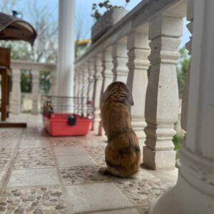 خرگوش به شدت اهلي و بغلي لوپ