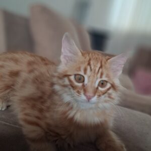 گربه ماده ۲ ماهه