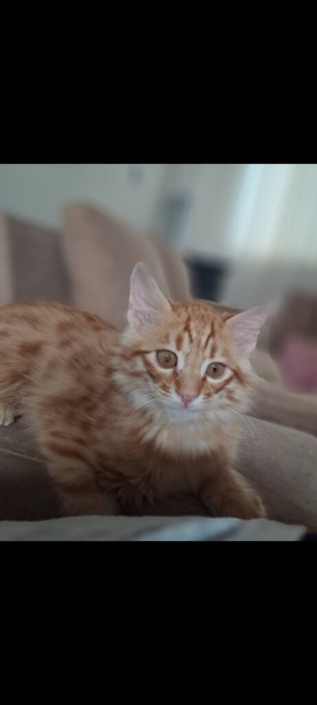 گربه ماده ۲ ماهه