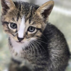 بچه گربه ۲ ماهه بازیگوش