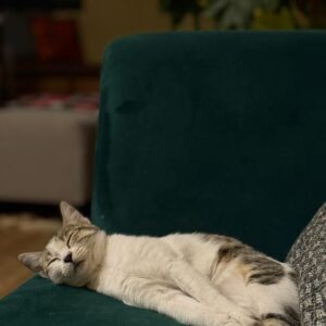 گربه DSH شناسنامه دار