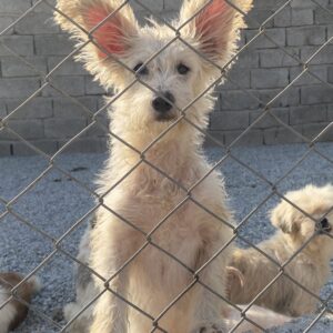 واگذاری سگ بسیار مهربان