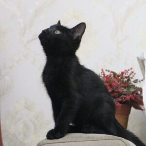 واگذاري رايگان گربه DSH