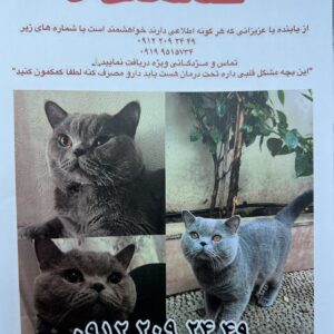 گربه اسکاتیش بریتیش نر