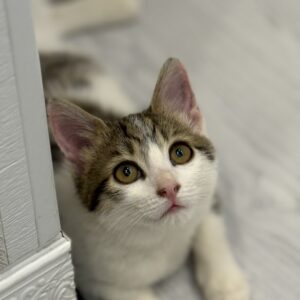 واگذاری گربه