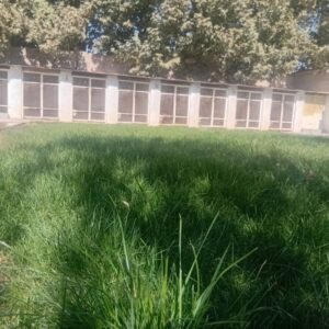 پانسیون و نگهداری سگ