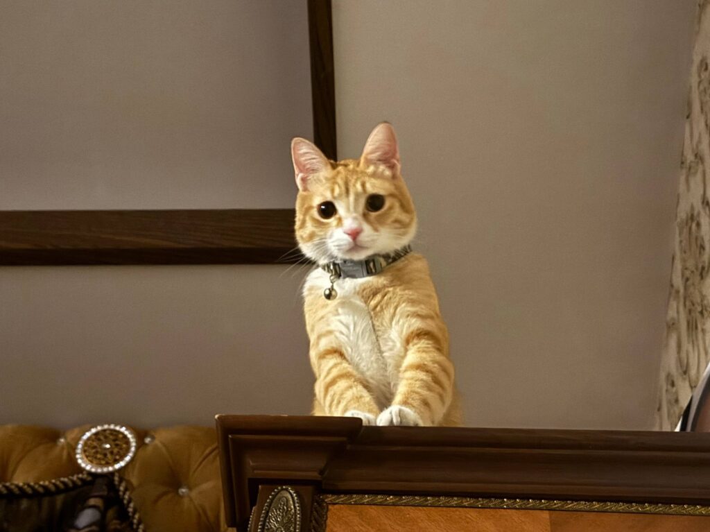 واگذاری گربه جینجر خانگی