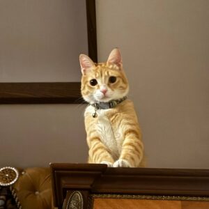 واگذاری گربه جینجر خانگی