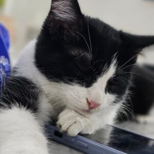 واگذاری بچه گربه