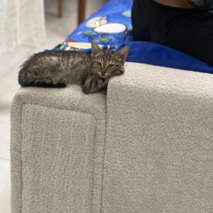 گربه ۲ ماهه