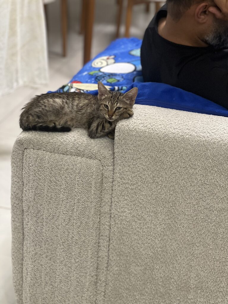 گربه ۲ ماهه