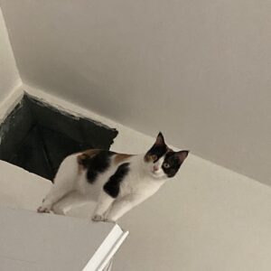 گربه Dshرنگ کالیکو