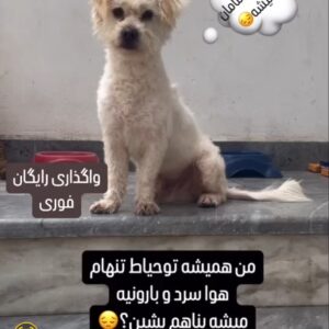 واگذاری سگ تریر مهربان و ساکت و تنها