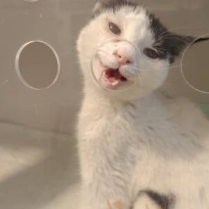 واگذاری مِیگو