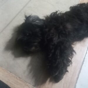 سگ شیتزو تریر