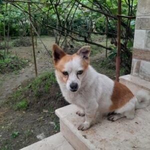 سگ گمشده در حوالیه میدان کلانتری