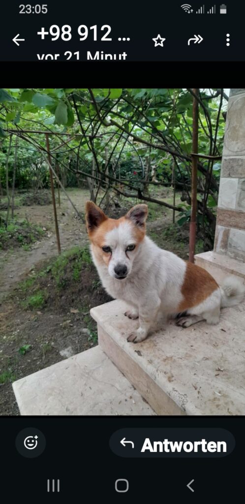 سگ گمشده در حوالیه میدان کلانتری