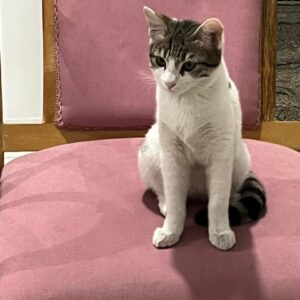 سفید ناز نازی