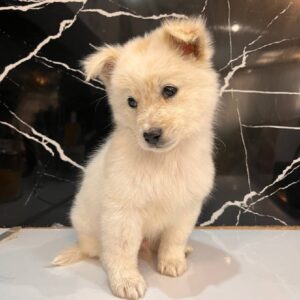 توله سامویید