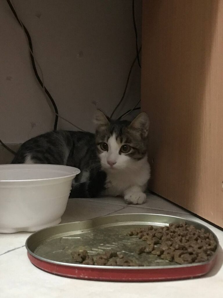 واگذاری و سرپرستی گربه