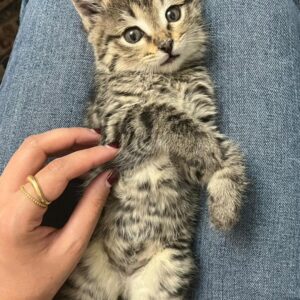 کوکو کوچولو