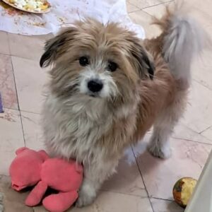 سگ شیتزو تریر