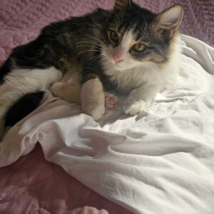 واگذاری بچه گربه