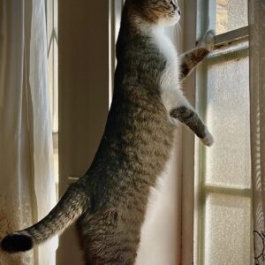 واگذاری گربه خانگی