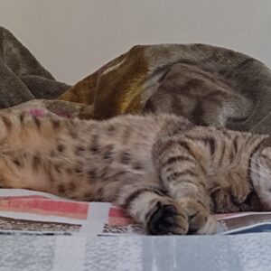 واگذاری گربه