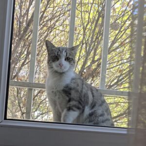 واگذاری گربه نر ۱۰ ماهه