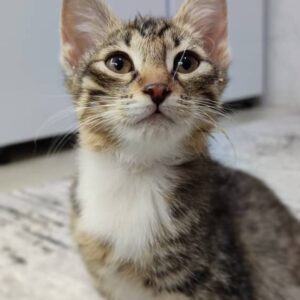 واگذاری رایگان گربه DSH