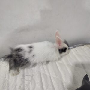 واگذاری خرگوش رایگان