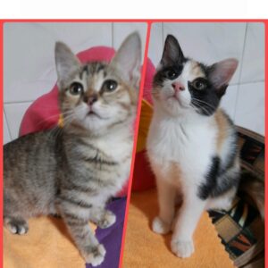 دوخواهر زیبا