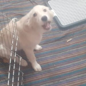 واگذاری سگ رایگان