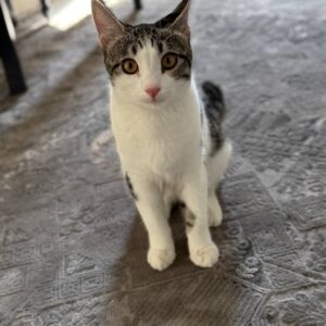 گربه دی اس اچ سالم بانمک و خشگل