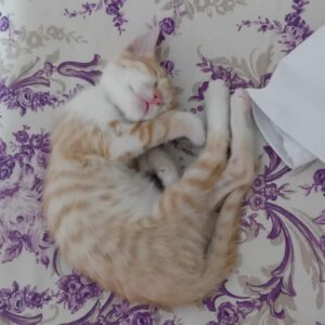 آقا نبات، گربه ملوس نارنجی🐈