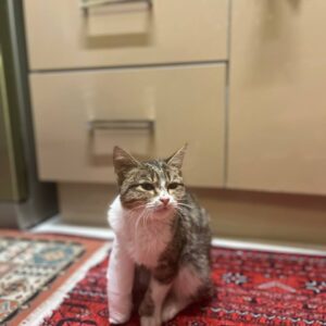 گربه حمایتی