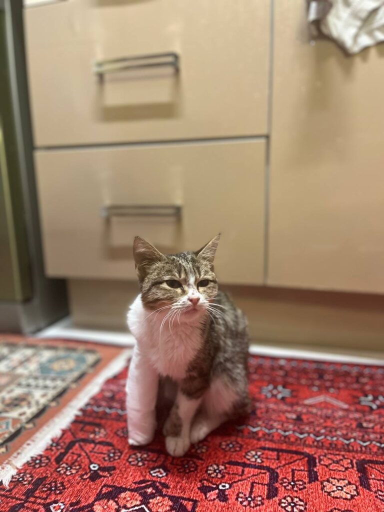 گربه حمایتی