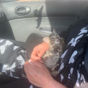 واگذاری بچه گربه ماده