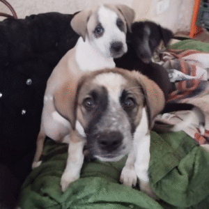 سگ بومی ۴ عدد